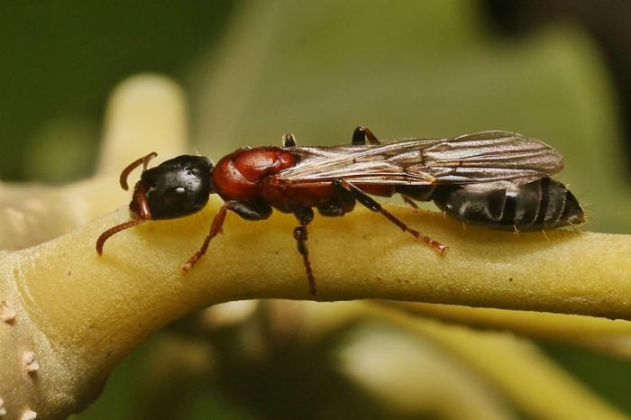 Tetraponera rufonigra